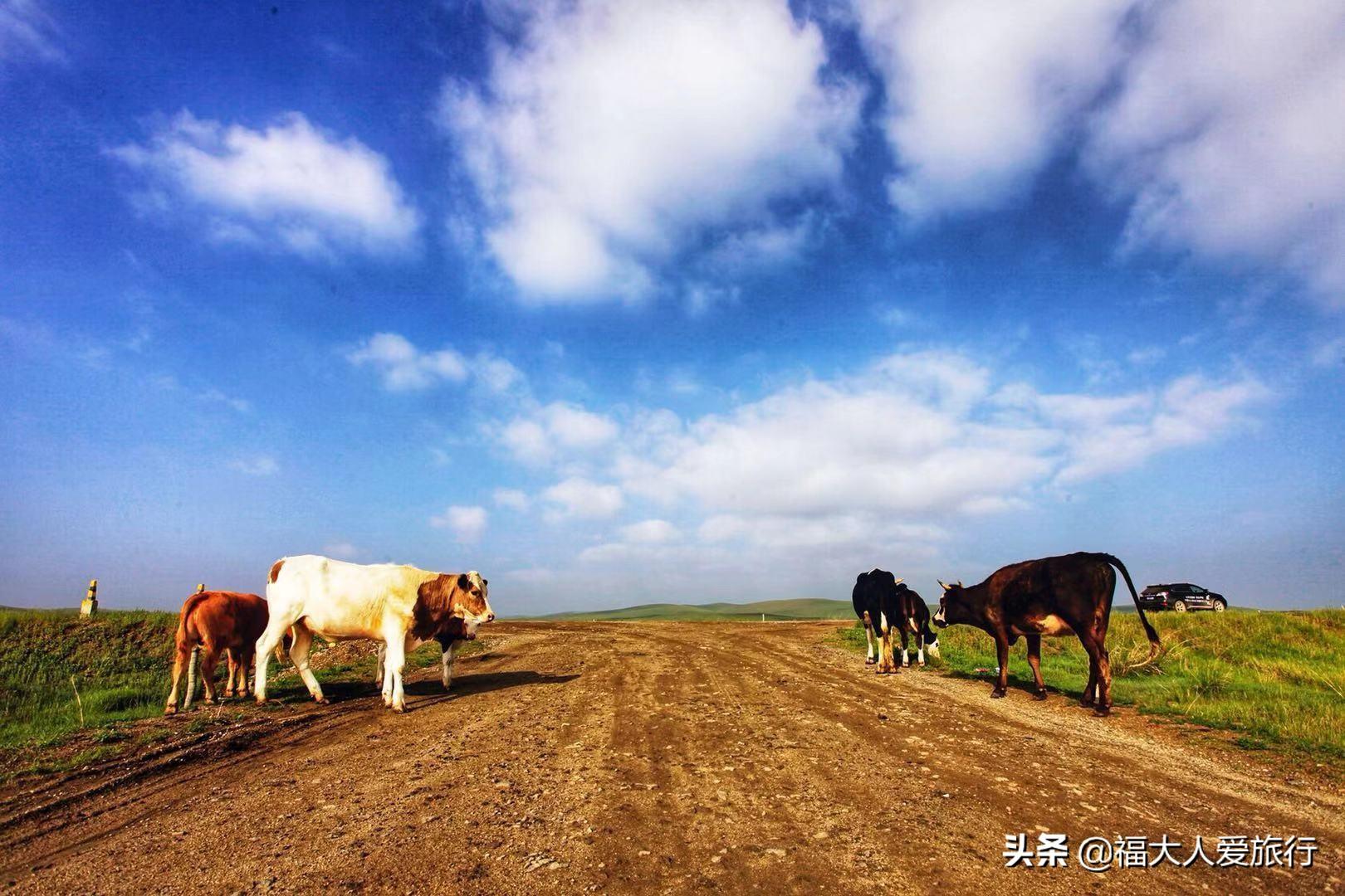 草原经典老歌原唱五百首，回顾与赏析