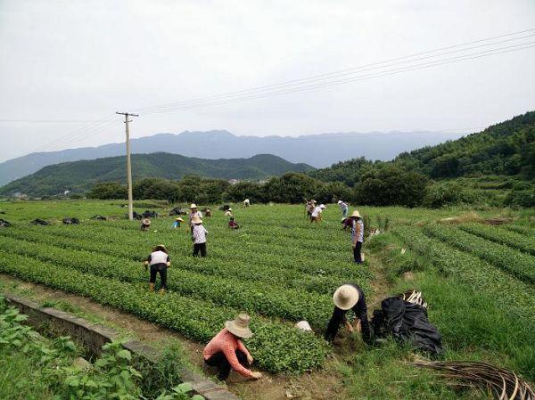 茶陵招聘人才网站概览