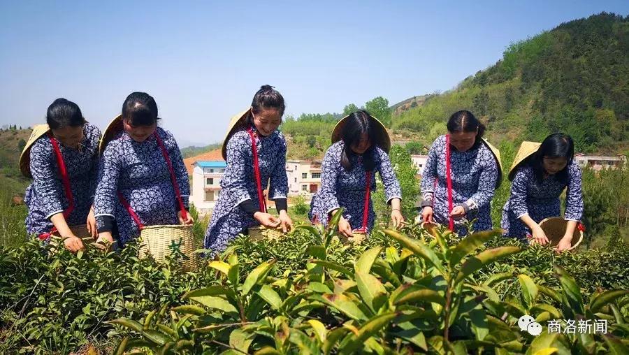 茶山姑娘DJ版在线试听，一曲风情万种的音乐之旅