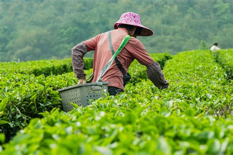 茶工招聘网——连接茶产业人才与优质工作的桥梁