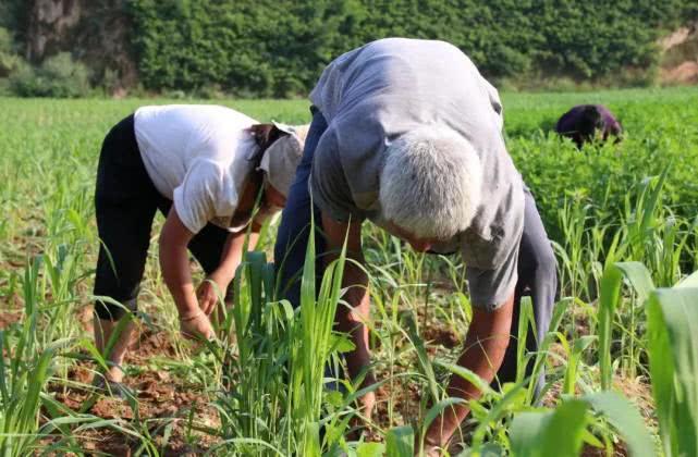 草坪厂招工信息最新招聘启事